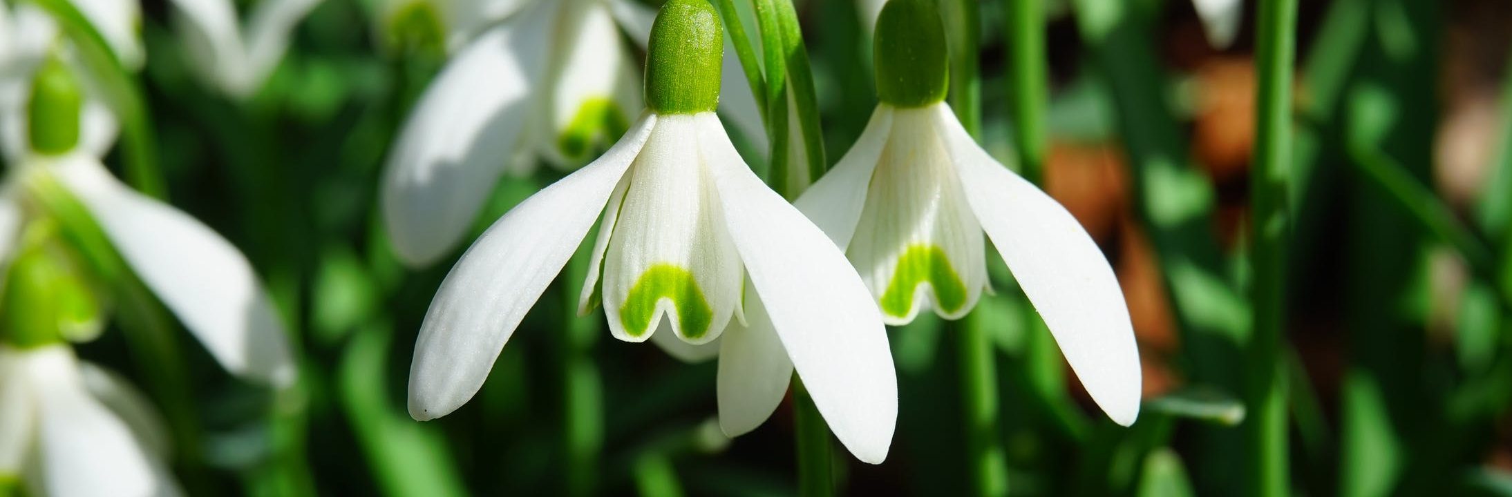 Snowdrops