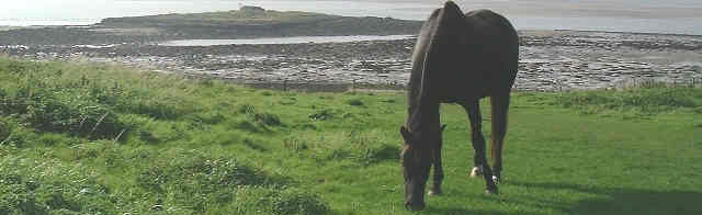 Nijana: The Horse of Lindisfarne