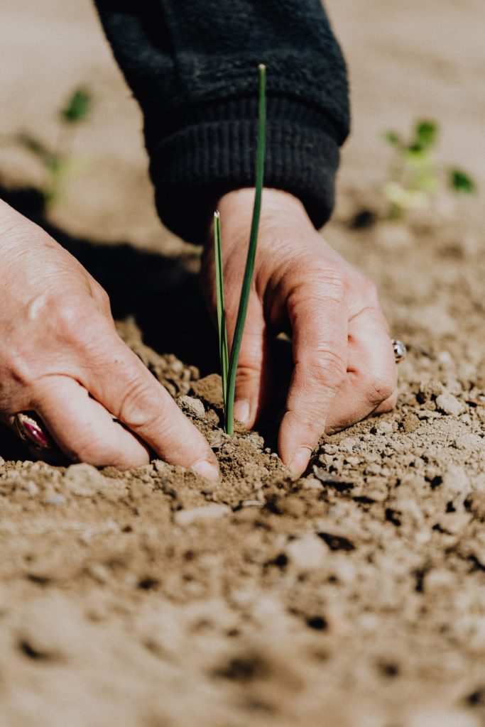 Hands planting a small green plant into brown soil